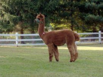 Alpaca For Sale - Belleauwood's Beyonce at Stone Hill Alpacas