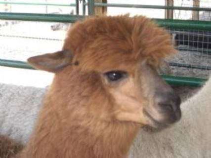 Alpaca For Sale - The Monk's Osusannah at Six Paca Farm