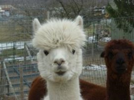 Alpaca For Sale - Dom's Peruvian Gianna at Six Paca Farm