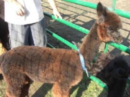 Alpaca For Sale - Six Paca Jetson's Stone at Six Paca Farm