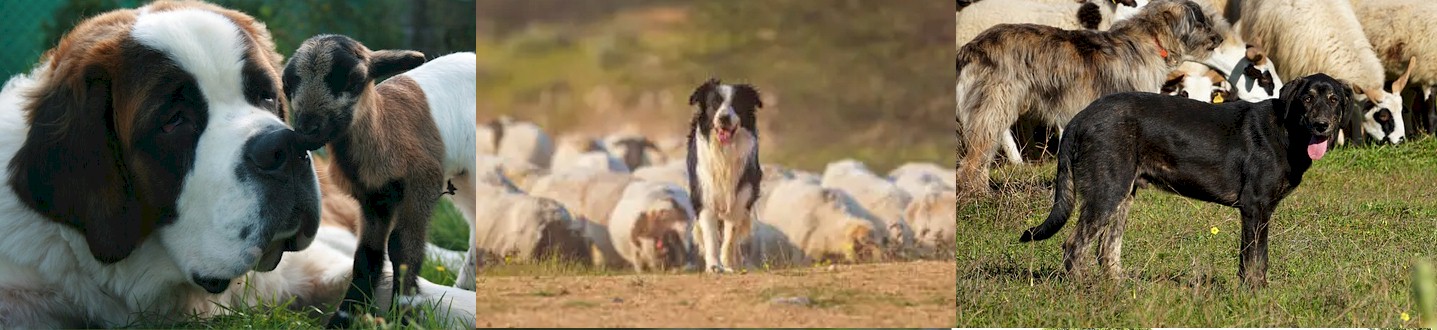 Working Dogs