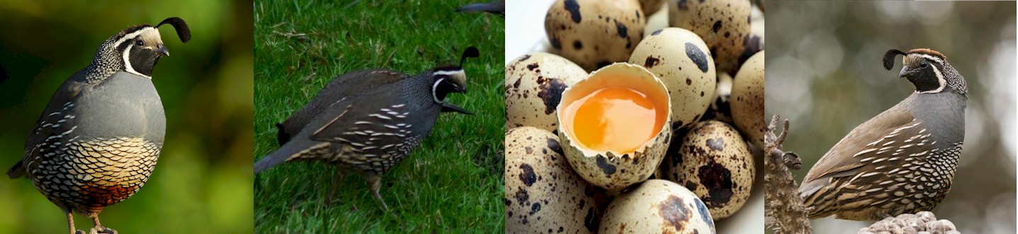 About Quail