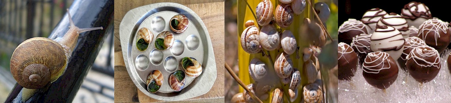 About Snails