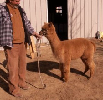 Alpaca For Sale - Colorado Dreams' Precious Dreams at Colorado Dreams Alpacas