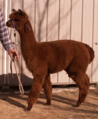 Alpaca For Sale - Colorado Dreams' Sopheria at Colorado Dreams Alpacas