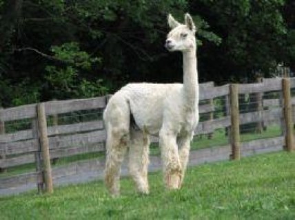 Alpaca For Sale - Ameripaca's Bubbles at Humble Beginnings Alpacas Farm