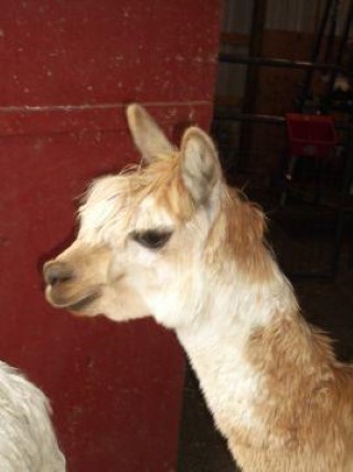 Alpaca For Sale - Ameripaca's Peruvian ChupaChup at Humble Beginnings Alpacas Farm