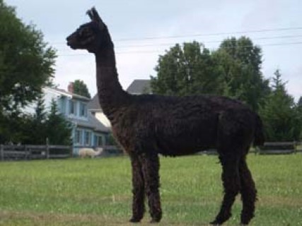 Alpaca For Sale - Randolph  Macon at Humble Beginnings Alpacas Farm