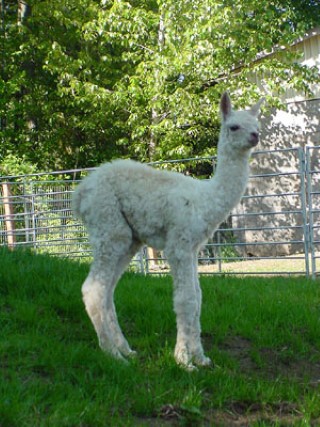 1st Cria