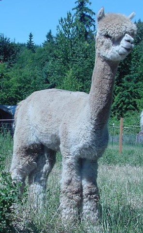 Alpaca For Sale - FFFA Thunder Storm at Fancy Fiber Farm