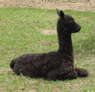 5th Cria