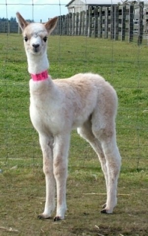 2nd Cria