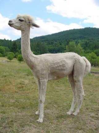 Alpaca For Sale - FFFA Light Breezes at Fancy Fiber Farm