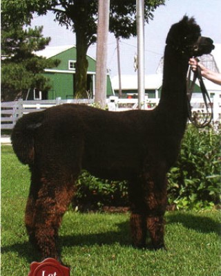 Alpaca For Sale - MAGIC'S BLACK FIRENZE at Amy J's Homestead Alpacas