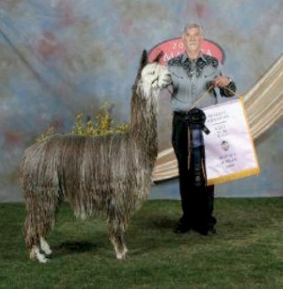 Alpaca For Sale - WRSA Pistol's Gray Balls of Fire at Alpacas del Norte