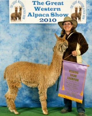 Alpaca For Sale - ADN Mariah by Black Jade at Alpacas del Norte