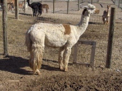 Alpaca For Sale - PFF Dharma at Alpacas del Norte