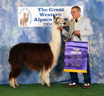 Alpaca For Sale - ADN Pretty Woman by Shakespeare at Alpacas del Norte