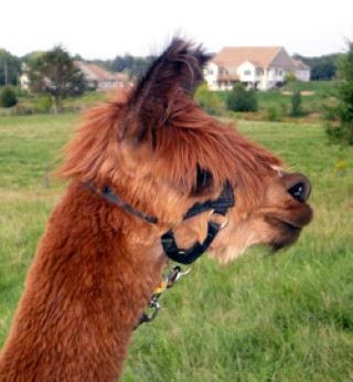 Alpaca For Sale - ADN Bella Rosa at Alpacas del Norte