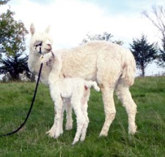 Alpaca For Sale - ADN Panoka's Jewel at Alpacas del Norte