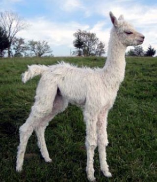 2009 Cria