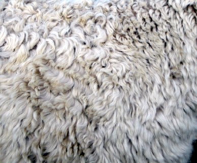 ShornFleece