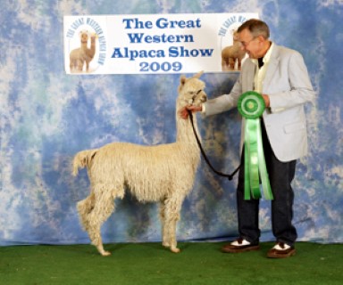 Alpaca For Sale - ADN LIL DARLING BY COTE D'OR at Alpacas del Norte