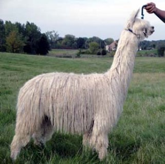 Alpaca For Sale - ADN Pocketful of Sunshine at Alpacas del Norte