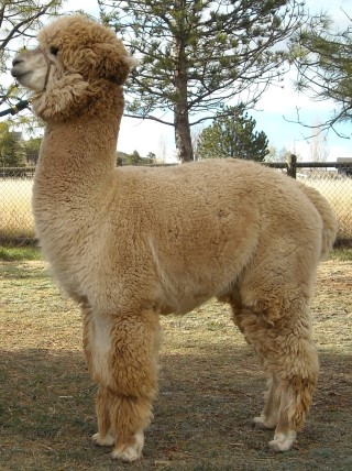 Alpaca For Sale - Spiceland Sayers at Amazing Grace Alpacas