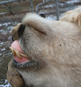 Mirasol's Teeth