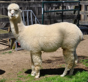 Alpaca For Sale - MLRK Darcy at Meadowlark Farm Alpacas, LLC