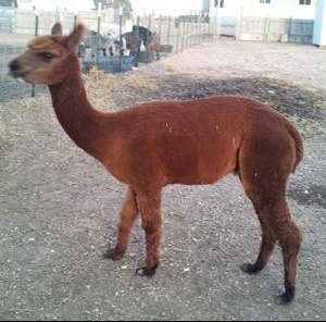 Alpaca For Sale - Windstar's Sundance at Wyoming Dream Alpacas