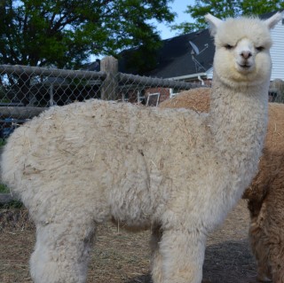 Alpaca For Sale - B-Diggity at Amazing Grace Alpacas