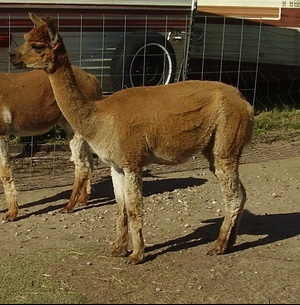 Alpaca For Sale - Wyoming Dreams Lil Turbo Gold Force at Wyoming Dream Alpacas