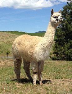 Alpaca For Sale - FINNEANA of Stirling Ridge at STIRLING RIDGE ALPACAS