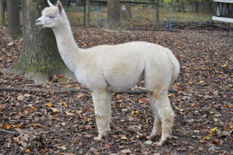 Alpaca For Sale - Sweet Cleo at Meadowlark Farm Alpacas, LLC