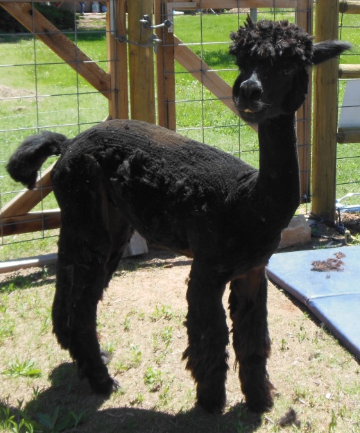 Alpaca For Sale - FRA Shockwave at Amazing Grace Alpacas