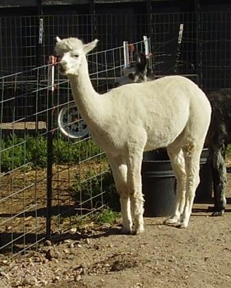 Alpaca For Sale - Wyoming Dreams Daisy at Wyoming Dream Alpacas