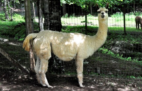 Alpaca For Sale - Tillman's Maggie at Rymalima, LLC