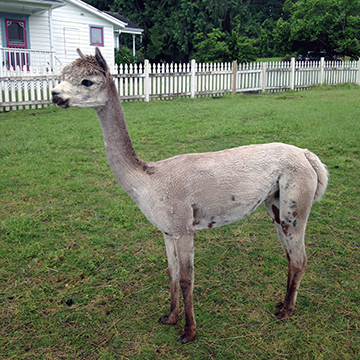 Alpaca For Sale - Tesoro's Trinket at Aragon Alpacas