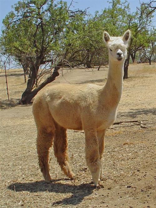 Alpaca For Sale - PC Darlena at Alpacas of Marin