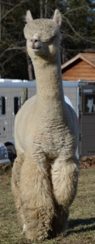 BMER cria's service sire