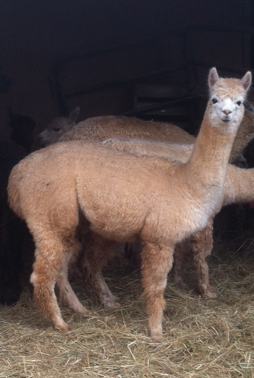 Alpaca For Sale - Snowball of Frogs Creek at Frogs Creek Farm