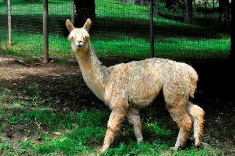 Alpaca For Sale - La Rosa Lunes at Rymalima, LLC