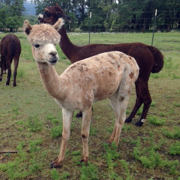 Alpaca For Sale - Ladyhawke's Feather at Aragon Alpacas