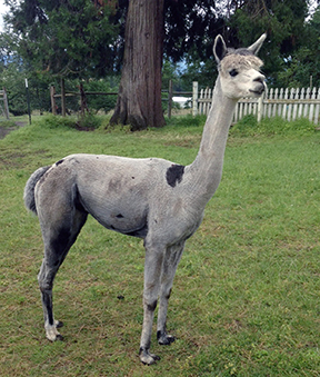 Alpaca For Sale - Chanel of Sunny Day Farm at Aragon Alpacas