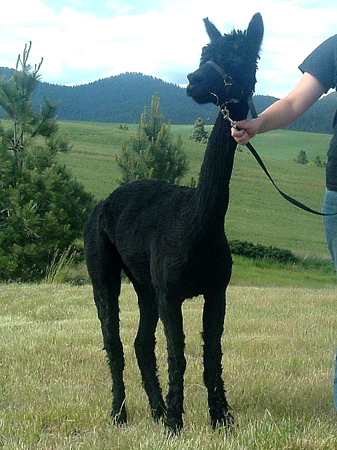 Alpaca For Sale - EILINOIR at STIRLING RIDGE ALPACAS