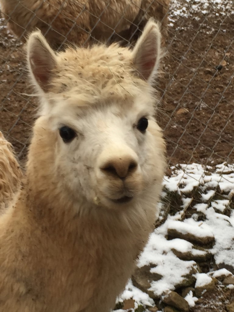 Snowball head