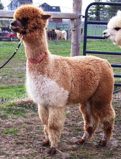 Alpaca For Sale - Heatherbrook's Marble at Heatherbrook Farms