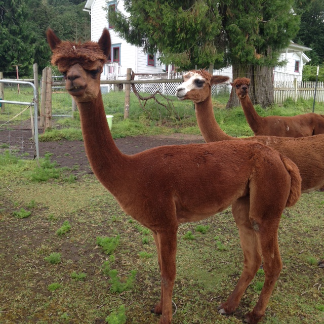 Alpaca For Sale - Galileo's Aymara at Aragon Alpacas